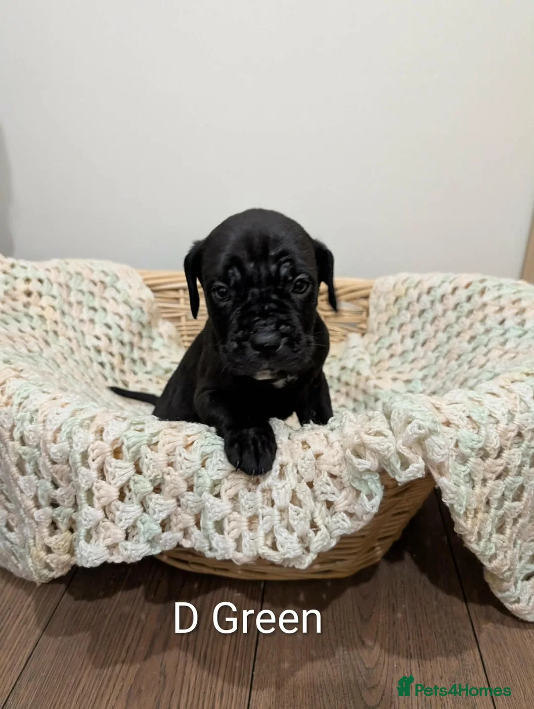 Cane Corso dogs for sale: ⚡Cane Corso puppies ⚡ - Advert 11