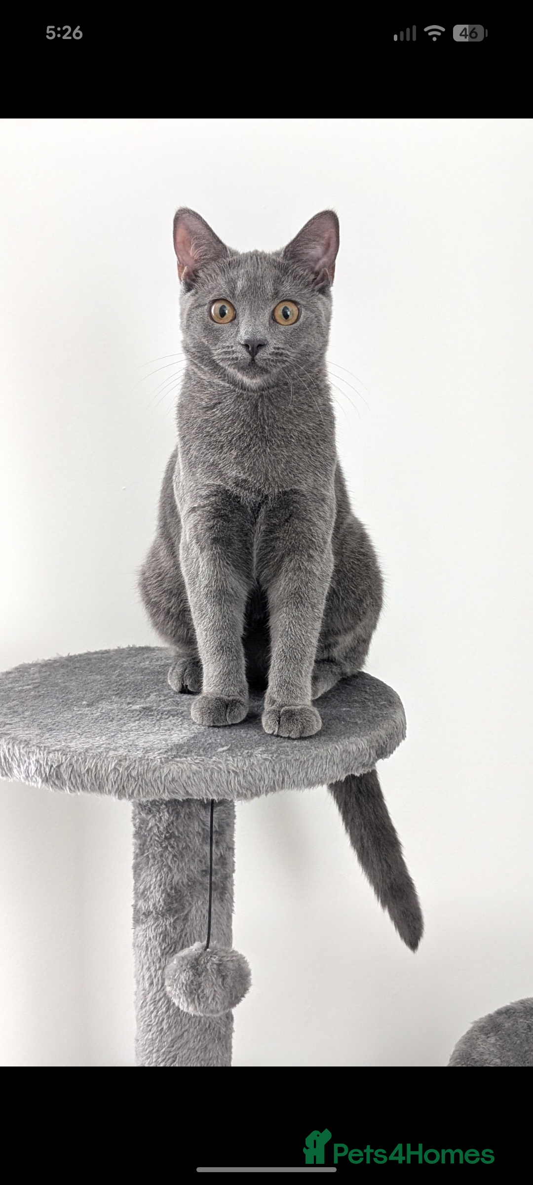 Russian Blue cats for sale: Mya Russian blue x British blue  - Advert 5