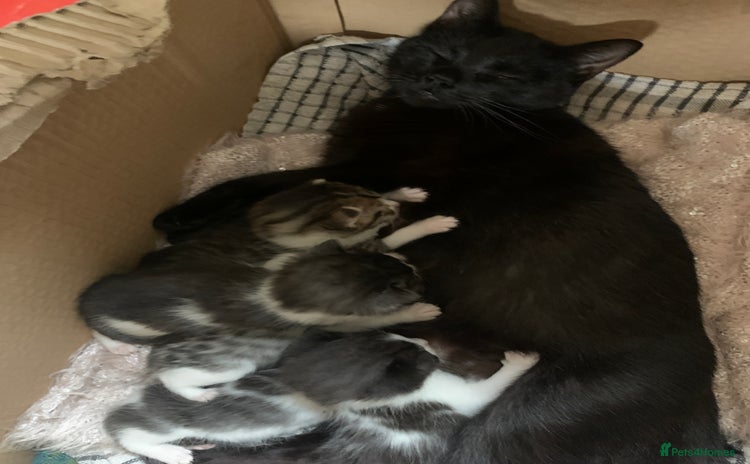 Mixed Breed cats - Advert 15