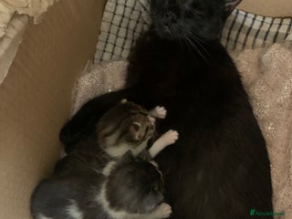 Mixed Breed cats - Advert 26