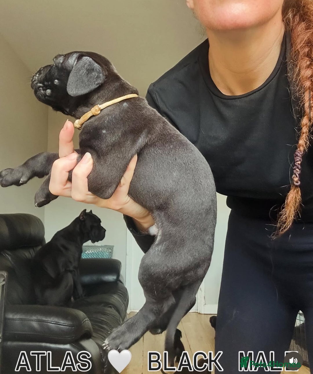 Cane Corso dogs for sale: READY REDUCED CANE CORSO - Image 33