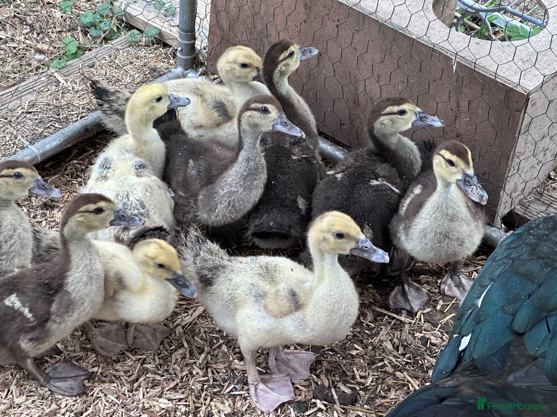Ducks poultry Muscovy ducklings - Advert 3