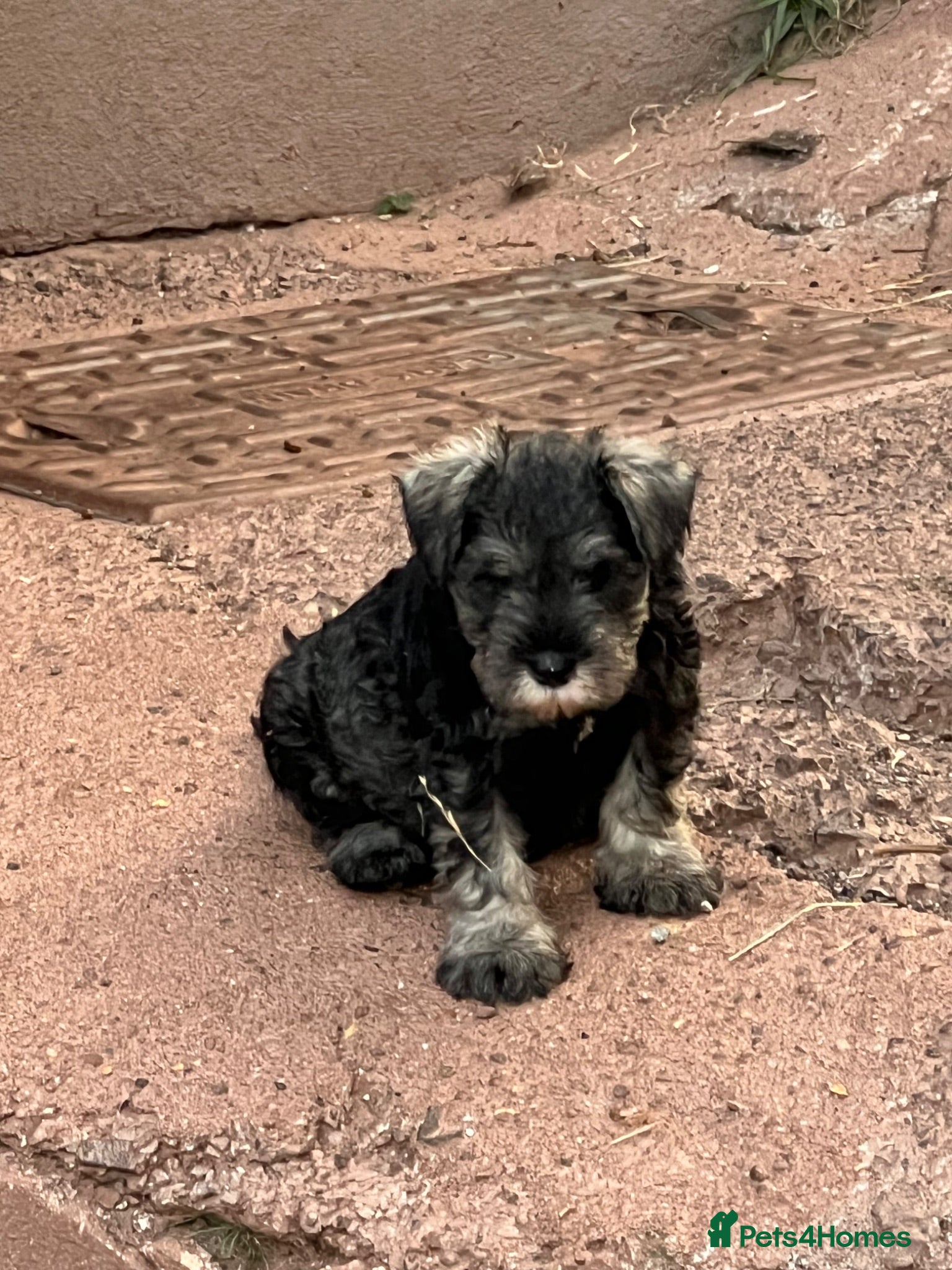 Miniature Schnauzer dogs Miniature schnauzer  - Advert 1