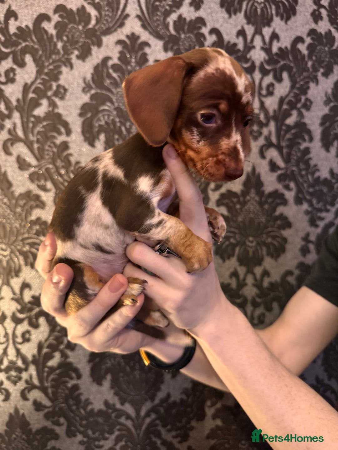 Dachshund dogs for sale: **** Absolutely Stunning Babies **** - Advert 19