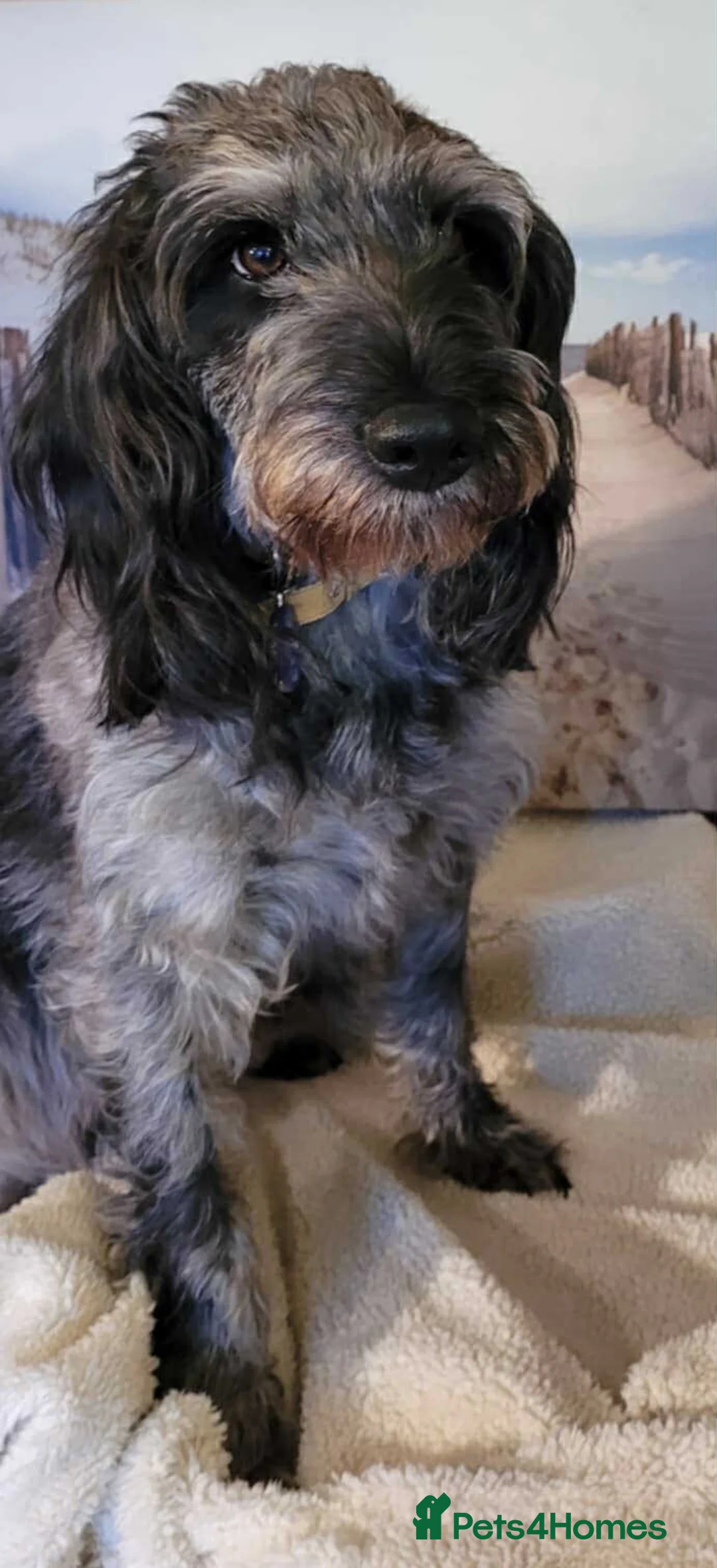 Mixed Breed dogs for sale: 5* home sought for lovely 6 year old girl  - Advert 4