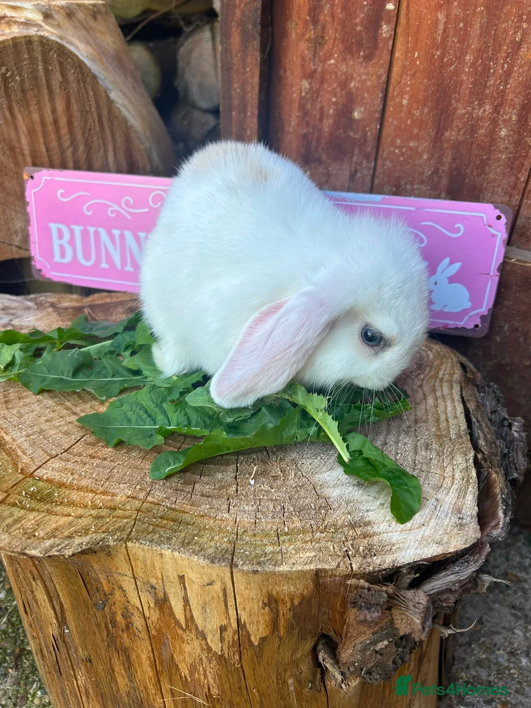 Mini Lop rabbits for sale: Beautiful Minilops for sale - Advert 2