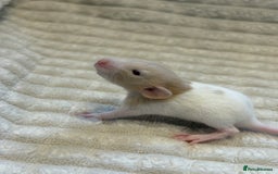 Rat rodents for sale: Baby rats (males and females) - Image 10