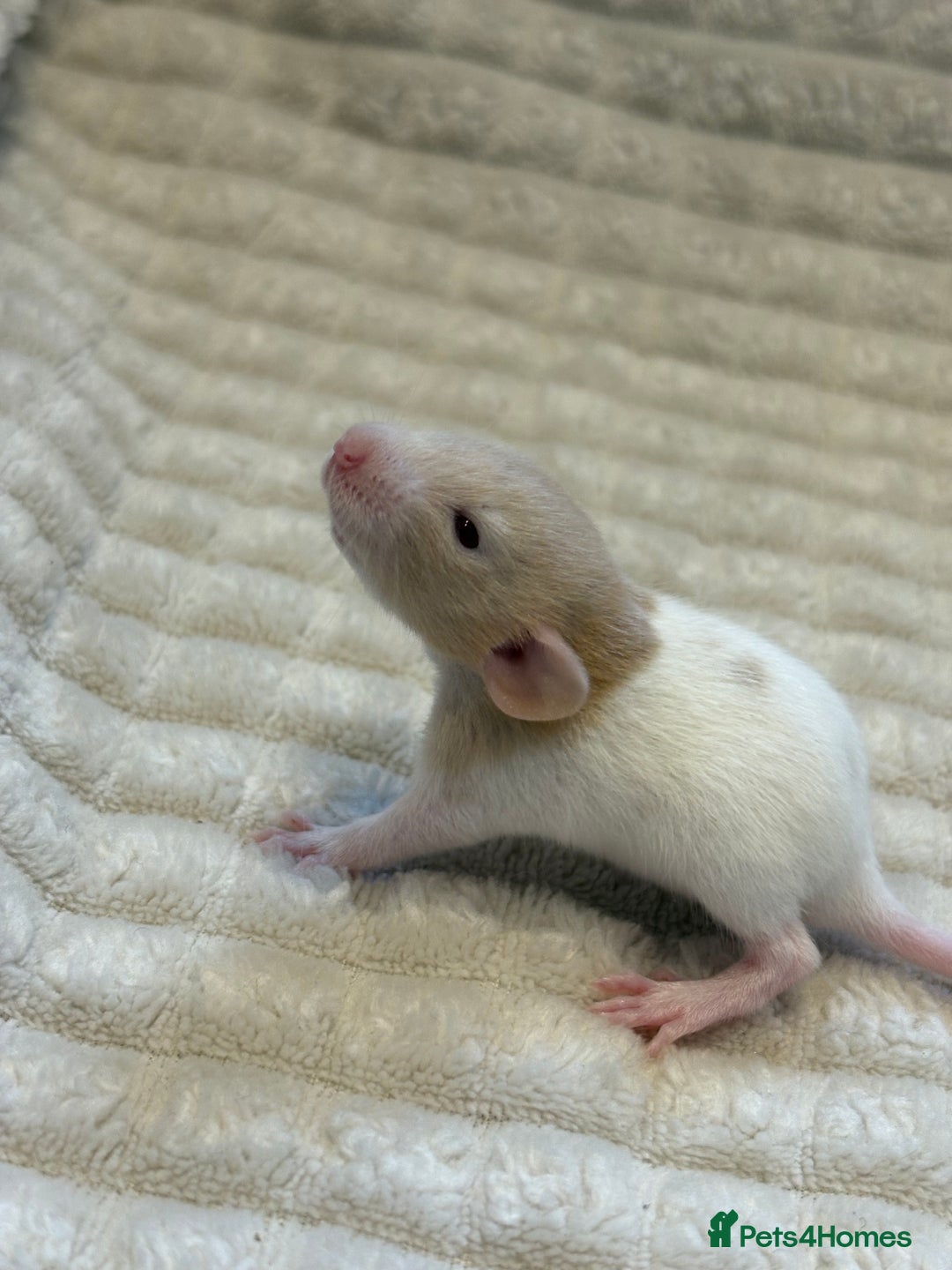 Rat rodents for sale: Baby rats (males and females) - Image 10