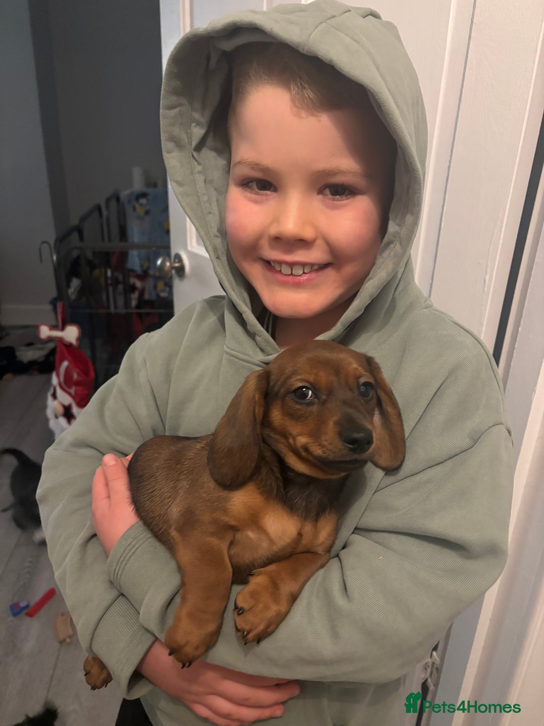 Miniature Dachshund dogs for sale: Miniature shaded red boy available now  - Advert 3