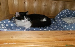 Mixed Breed cats for sale: 4 Beautiful Kittens **2 Black & White Boys Left** - Image 17