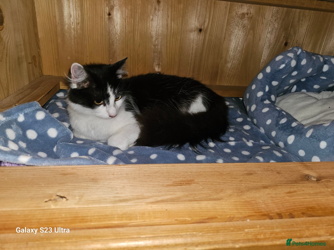 Mixed Breed cats for sale: 4 Beautiful Kittens **2 Black & White Boys Left** - Image 17