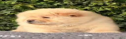 Chow Chow dogs for sale: 🧸Beautiful chow chow puppies 🧸 - Advert 4