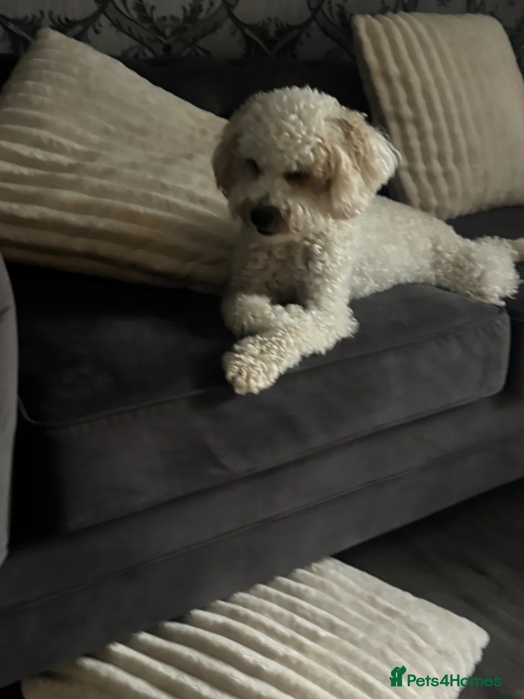 Maltipoo dogs for sale: Miss Thompson in Derby - Advert 2