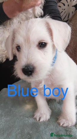 Miniature Schnauzer dogs - Advert 5