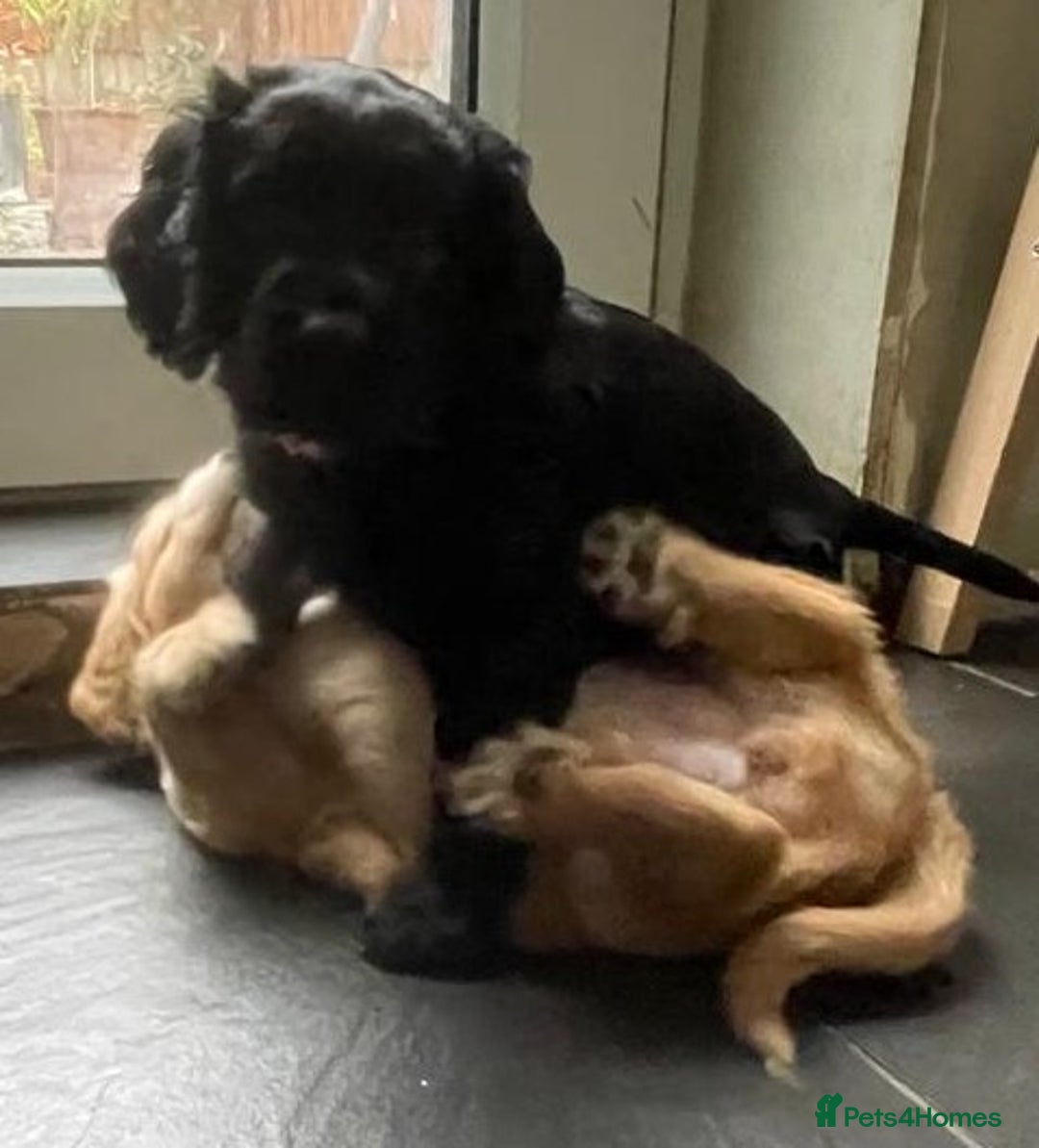 Cocker Spaniel dogs for sale: Working Cocker Spaniels - Image 21