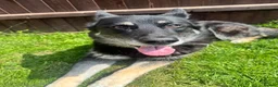 Mixed Breed dogs for sale: 9 Year Old Female German Shepard Cross in Cambridge - Advert 2