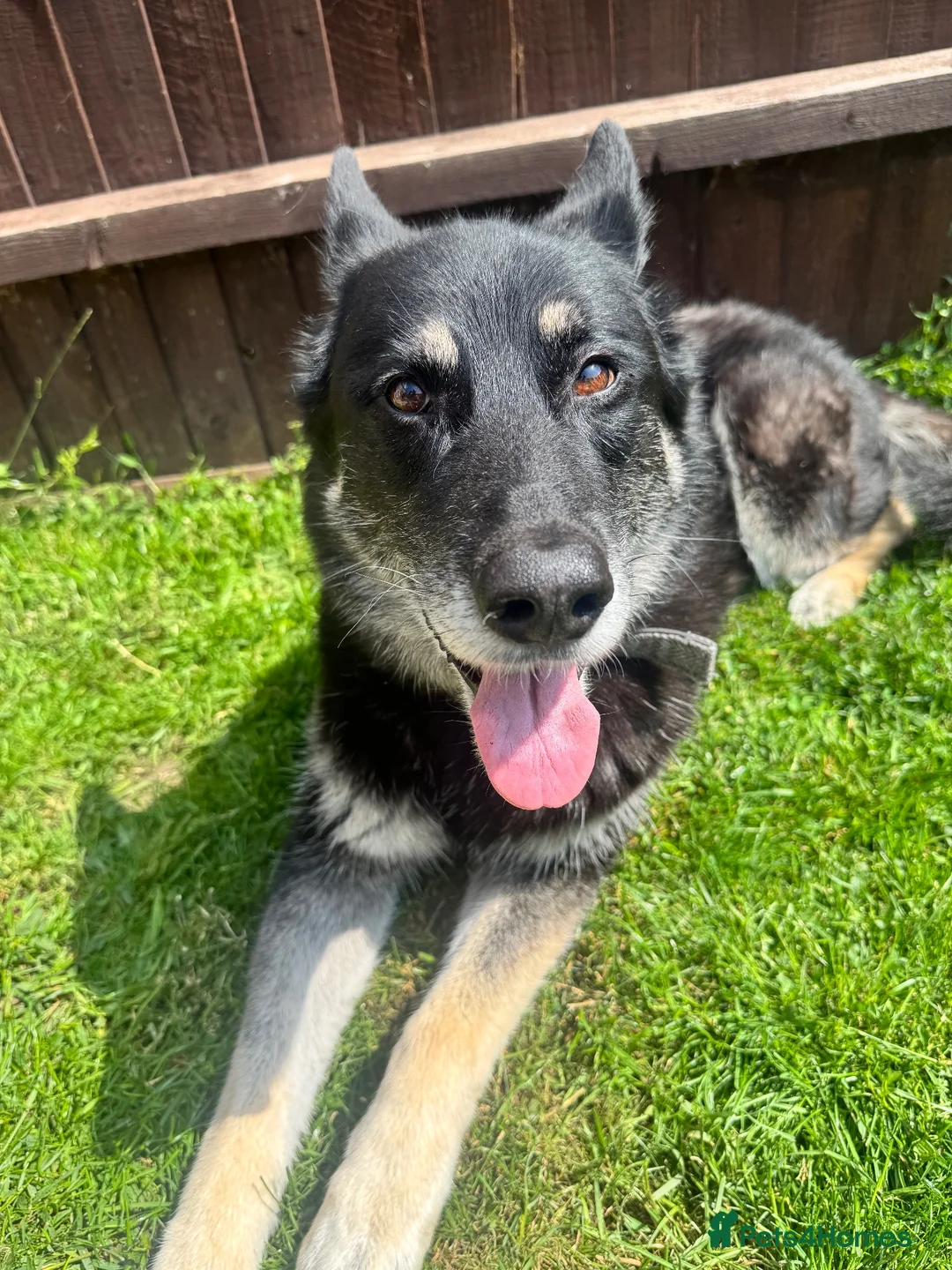 Mixed Breed dogs for sale: 9 Year Old Female German Shepard Cross in Cambridge - Advert 2