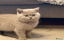 British Shorthair cats for sale: 💙GCCF MALE BSH KITTENS OUTSTANDING CHAMPION LINES - Image 11