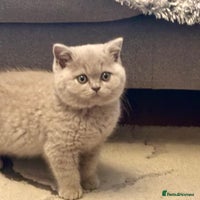 British Shorthair cats - Advert 4