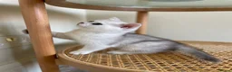 Scottish Fold cats for sale: 3 Unique Scottish Folds! - Advert 9