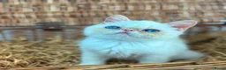 Exotic cats for sale: Stunning exotic kittens high quality m - Advert 17