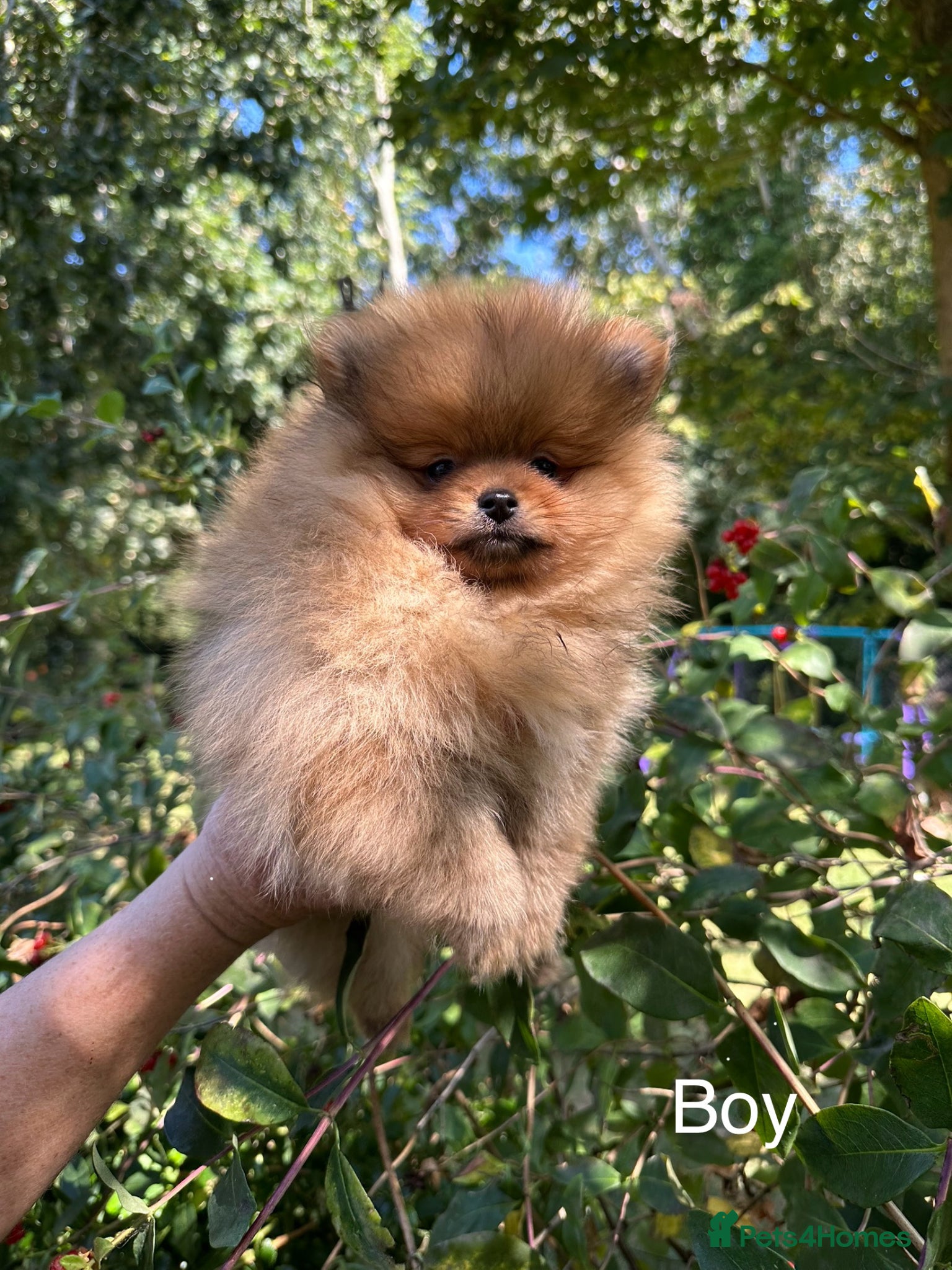 Pomeranian dogs kc reg top quality teddy Pomeranian pups  - Advert 2