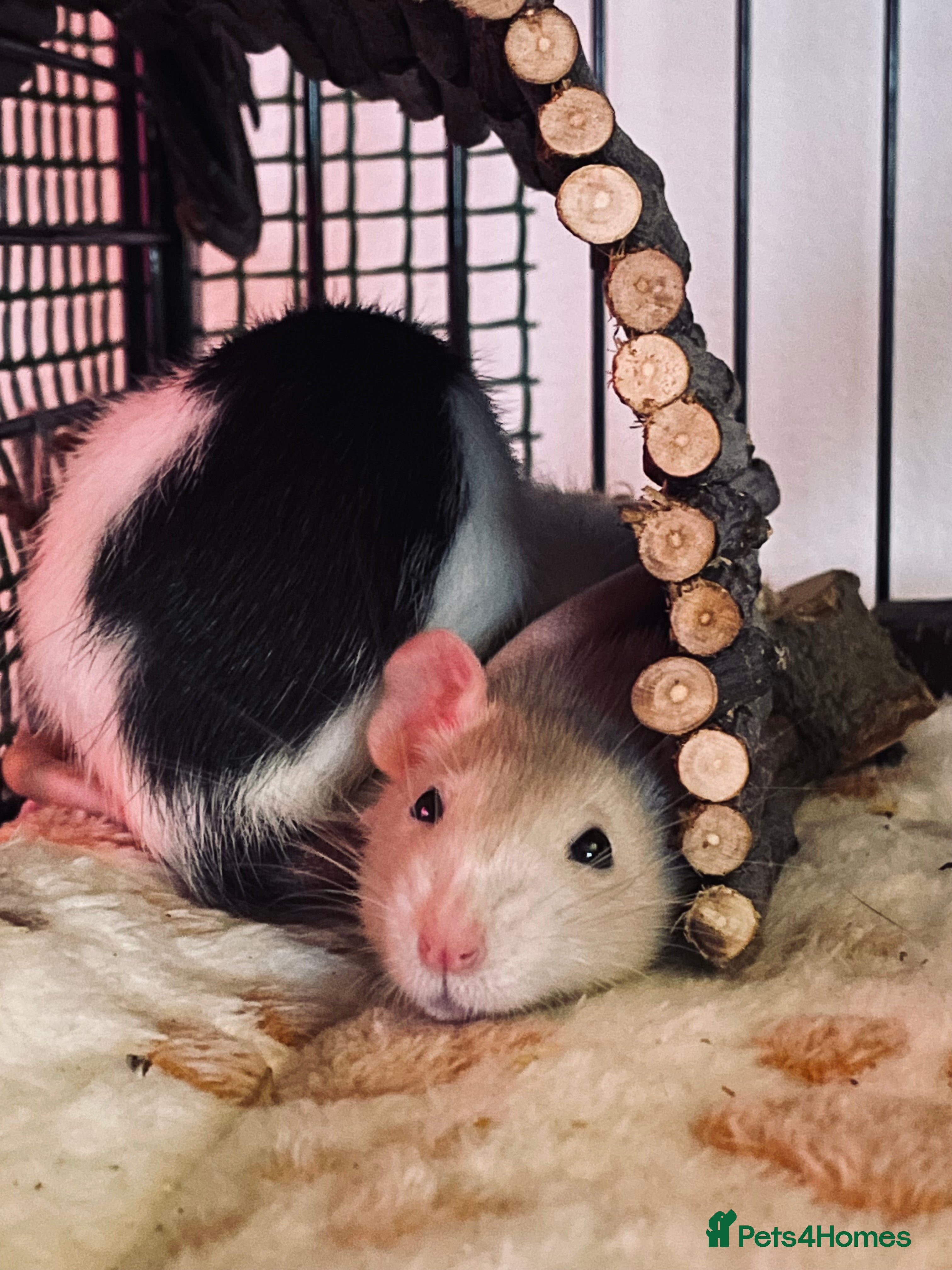 Rat rodents Beautiful 2 rats - Advert 7