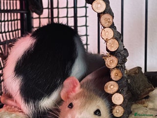 Rat rodents Beautiful 2 rats - Advert 2