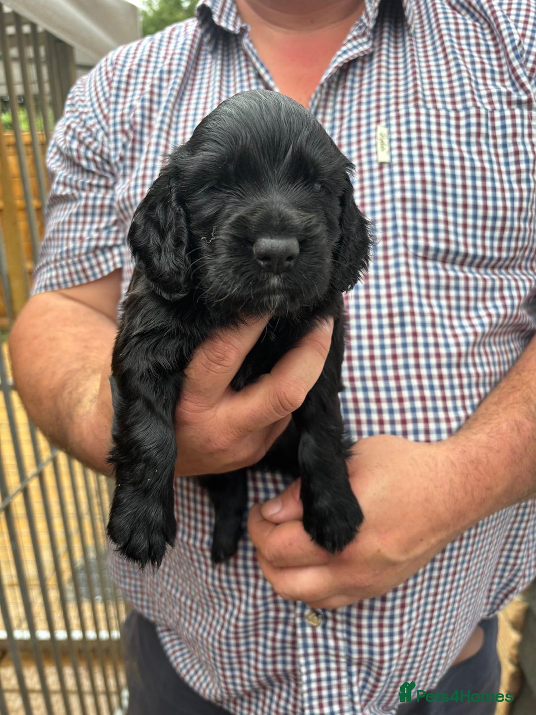 Cocker Spaniel dogs for sale: Cocker spaniel puppies  - Image 3