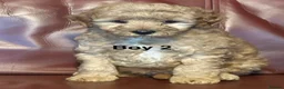 Cavapoo dogs for sale: Health Tested and Health Guaranteed Cavapoo Pups - Advert 6