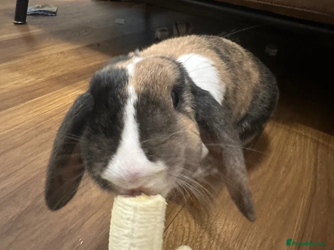 Mixed Breed rabbits for sale: Mini lop x for new home  in Reading - Advert 2
