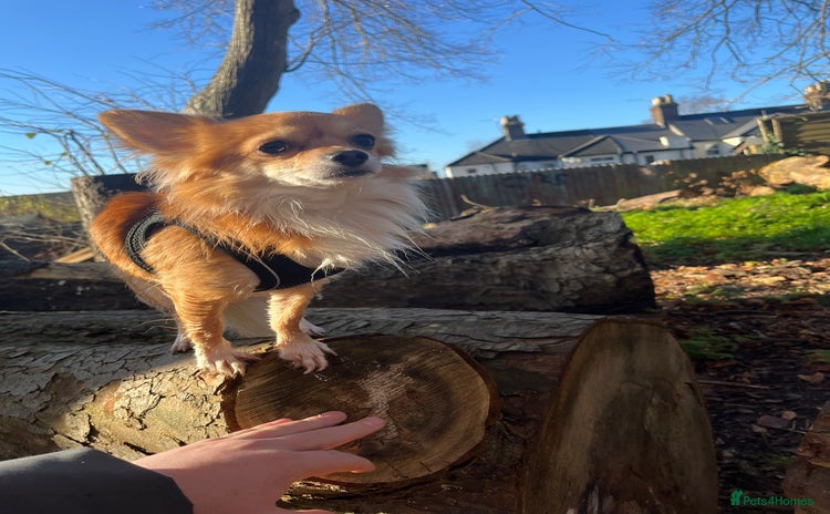 Chihuahua dogs - Advert 2