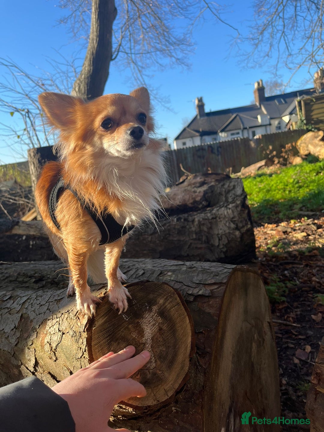 Chihuahua dogs for sale: 5 year old chihuahua, FOR FREE - Image 1