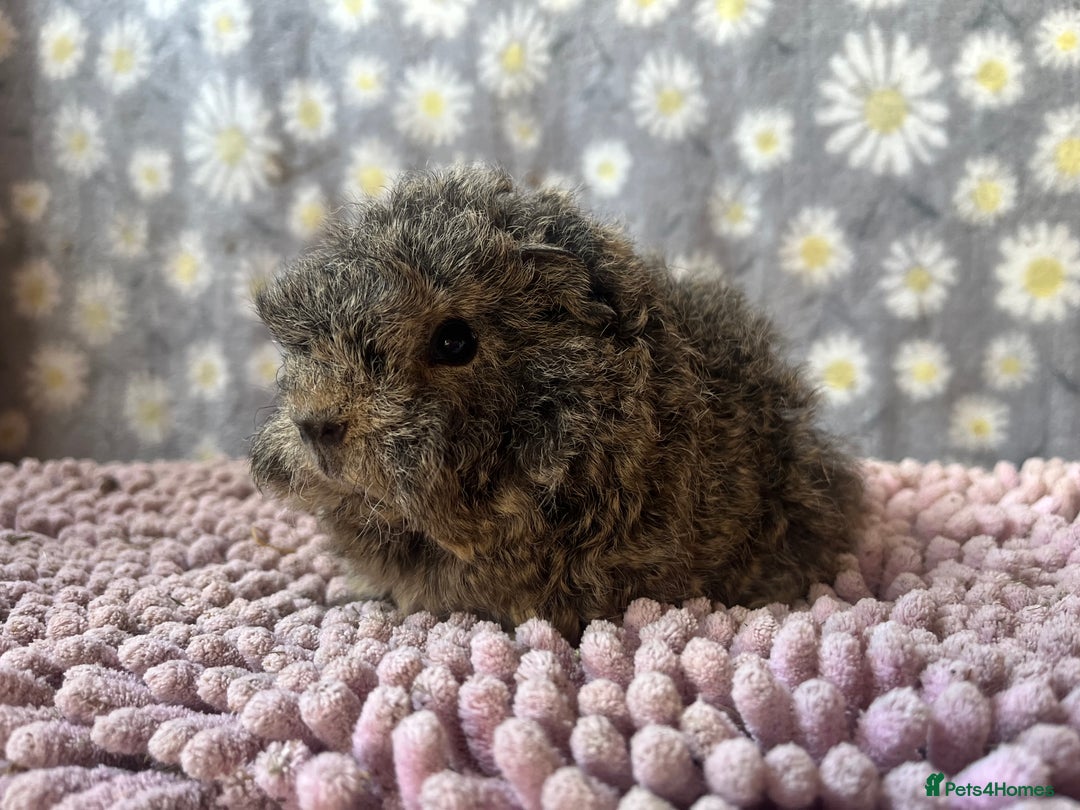 Guinea Pig rodents for sale: GORGOUS PAIR OF ALPACA BOYS🩵🩵 - Image 5