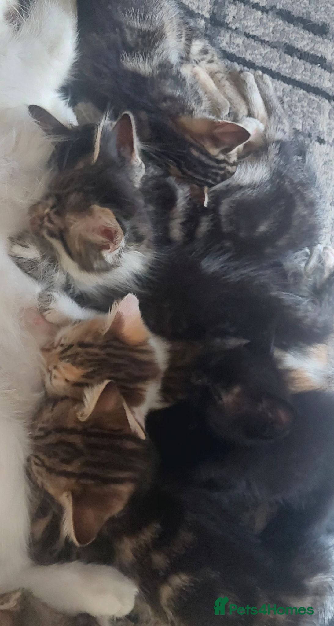 Mixed Breed cats 4 kittens girl - Advert 1