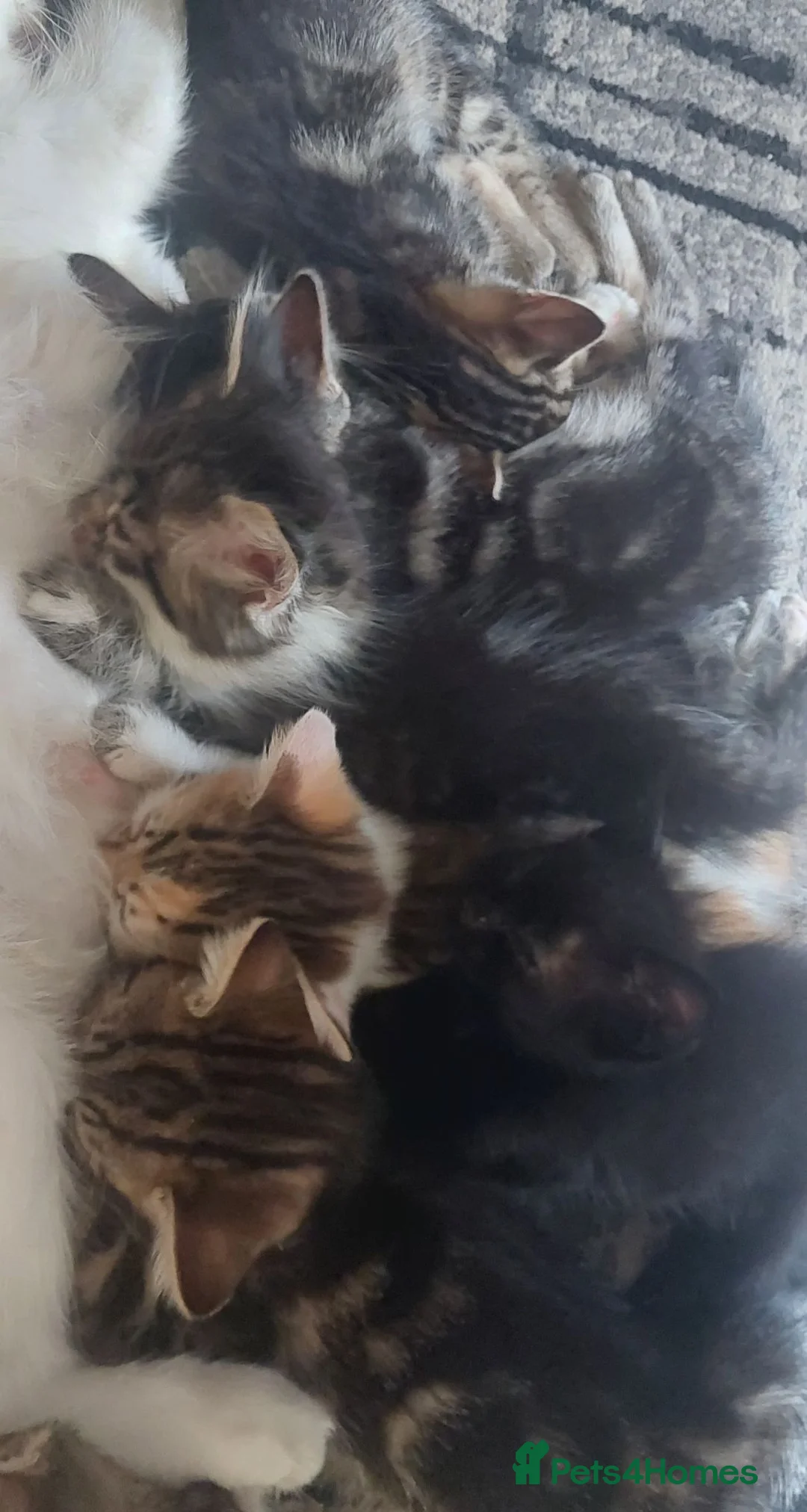 Mixed Breed cats for sale: 4 kittens girl - Advert 1