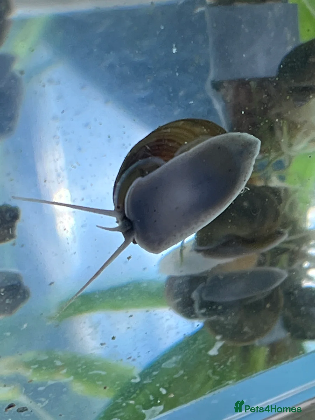 Snails invertebrates for sale: Mystery Snails - Advert 7