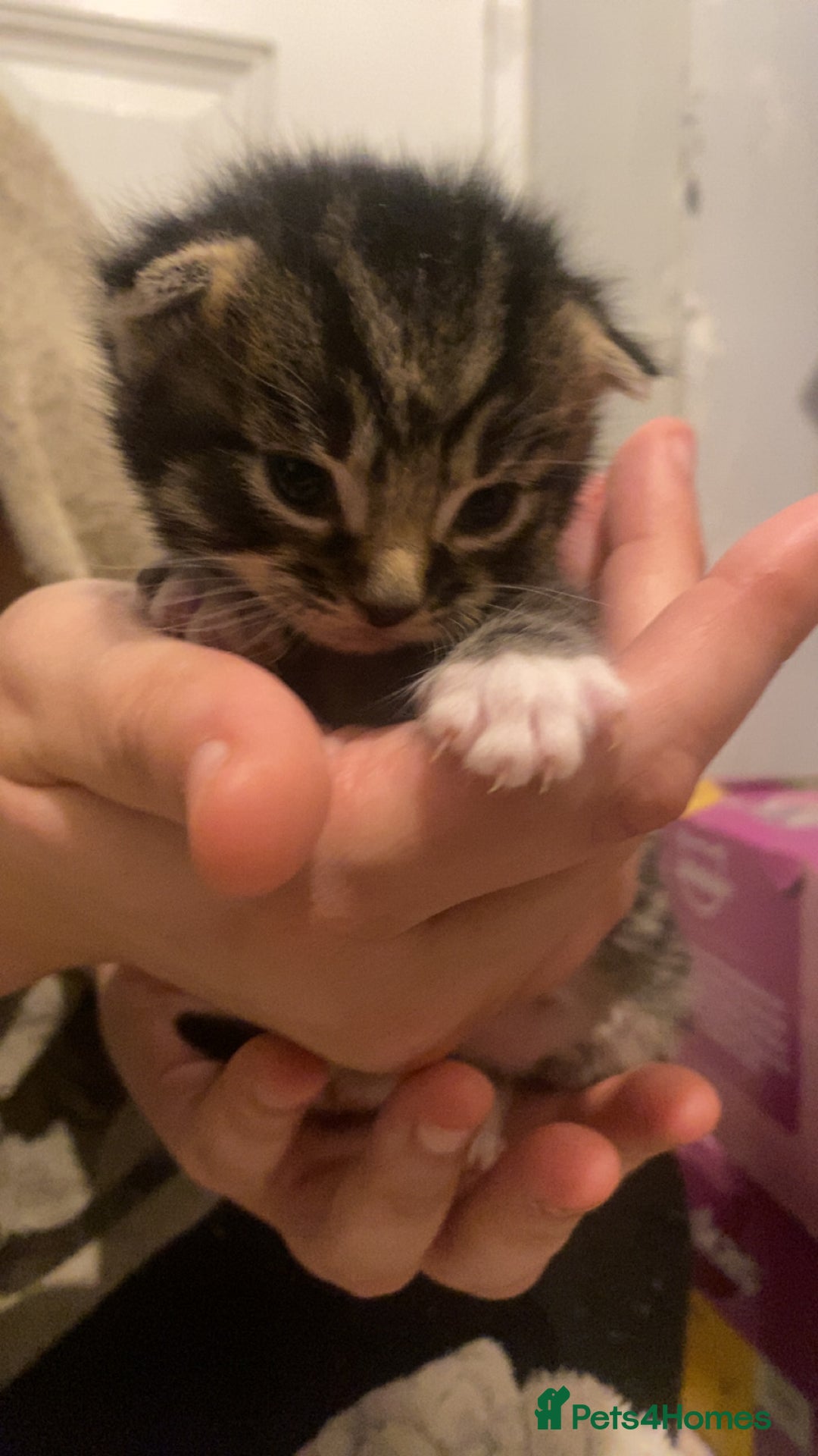 Mixed Breed cats for sale: Ragdoll/Mixed Breed Kittens for Sale - Image 9