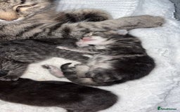 Mixed Breed cats for sale: Gorgeous kittens for sale  - Image 10