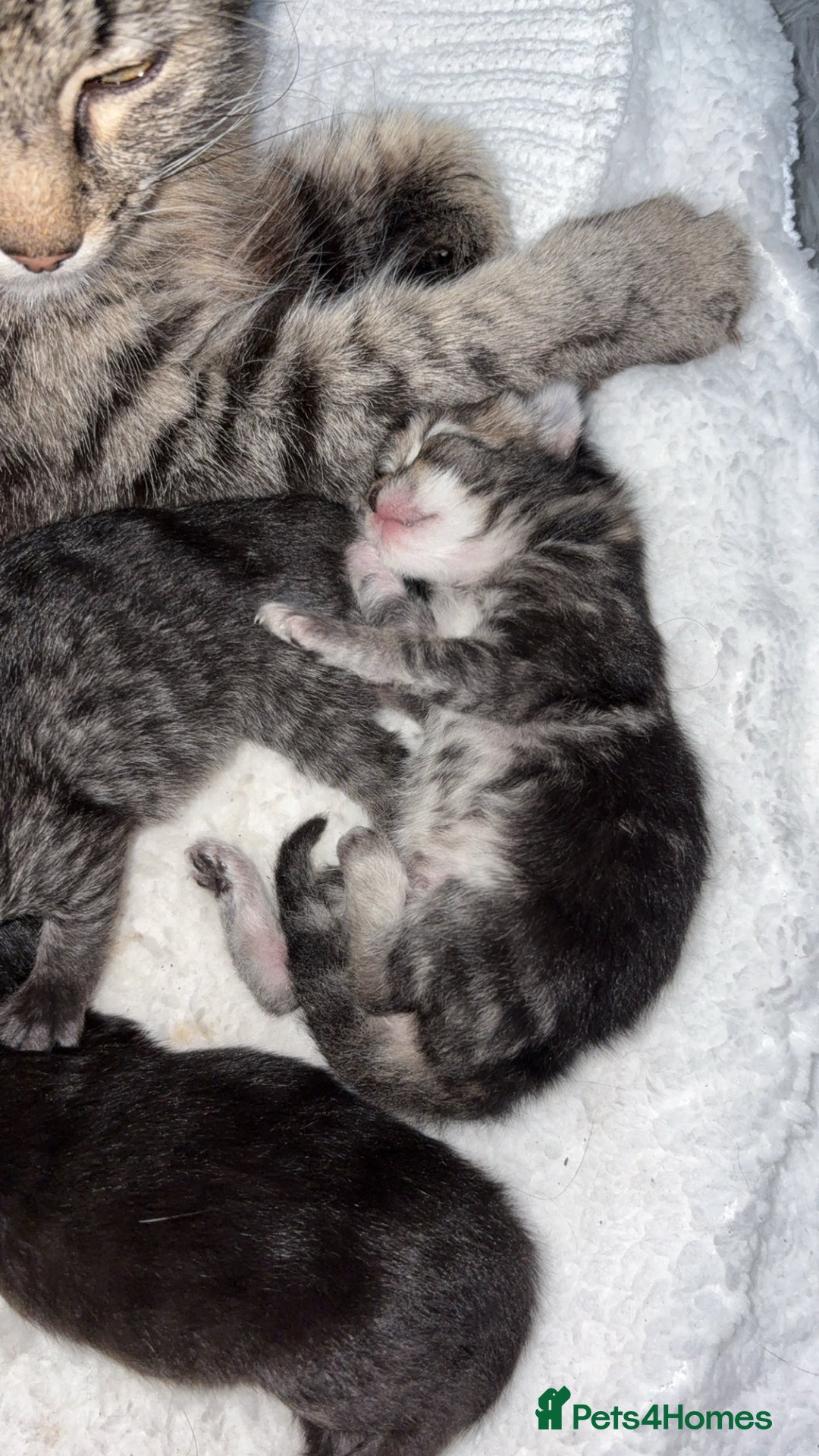 Mixed Breed cats for sale: Gorgeous kittens for sale  - Image 10