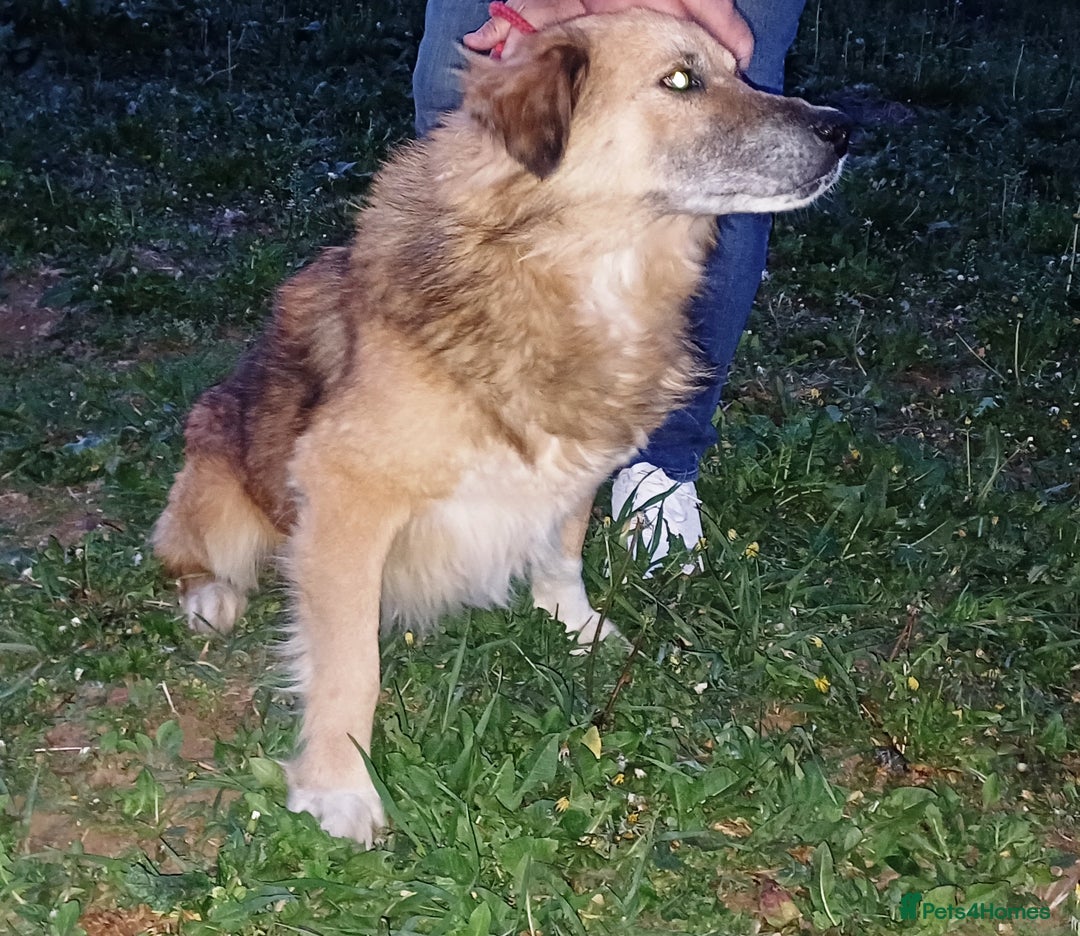 Mixed Breed dogs for adoption: BENNY - a loyal and gentle boy for a Loving Home - Image 10