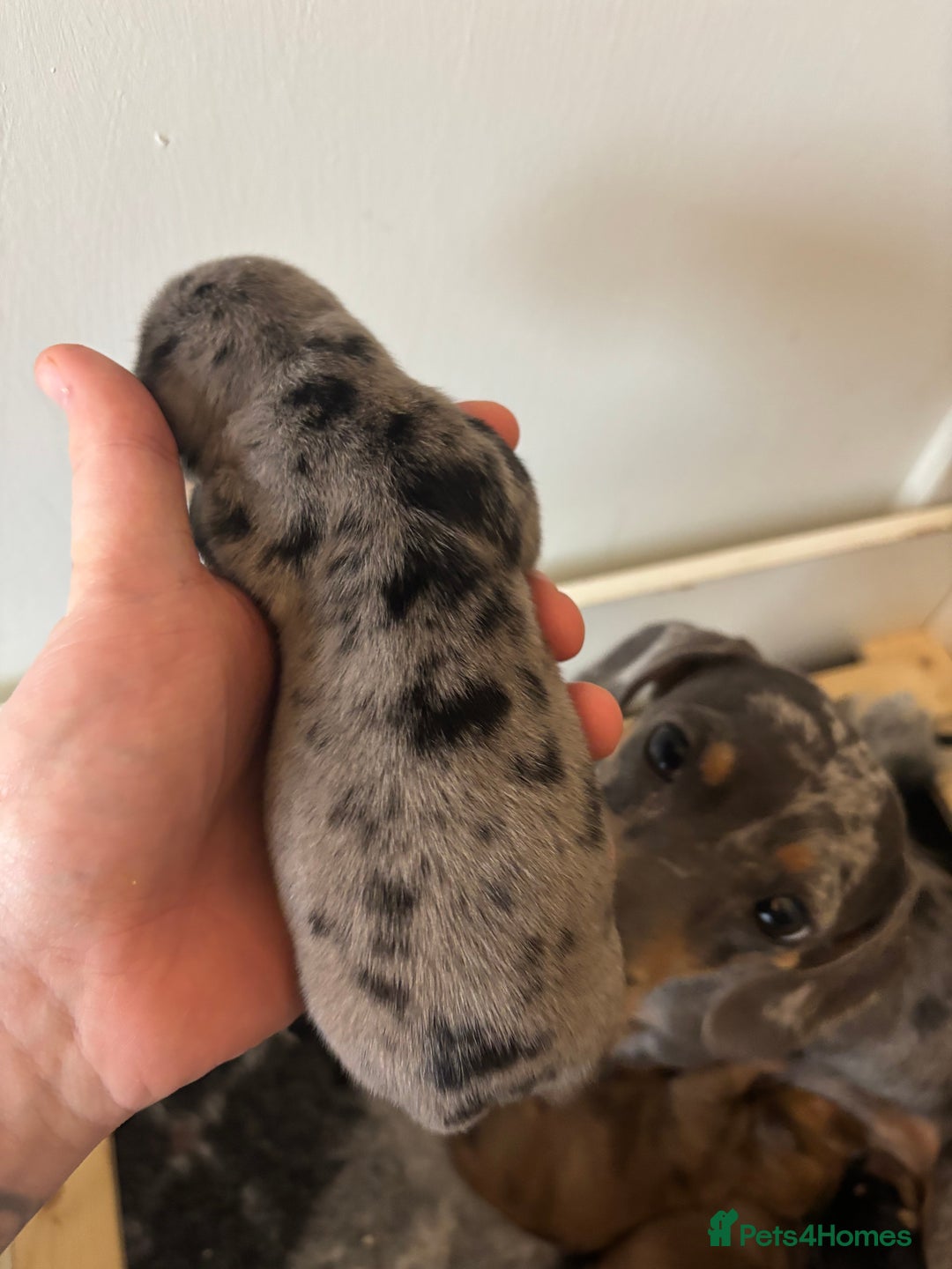 Miniature Dachshund dogs for sale: Gorgeous miniature dachshund puppies - Advert 6