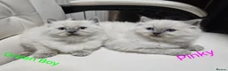 Ragdoll cats for sale: Lovely Litter of 3 Kittens Looking for Loving Home - Advert 35
