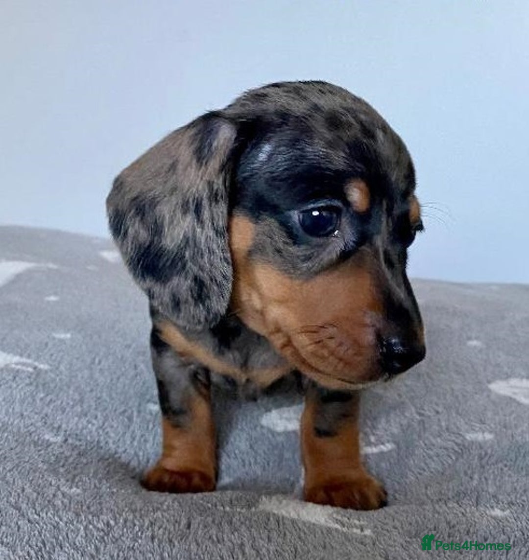 Miniature Dachshund dogs for sale: Affectionate loving silver dapple doxies  - Image 4