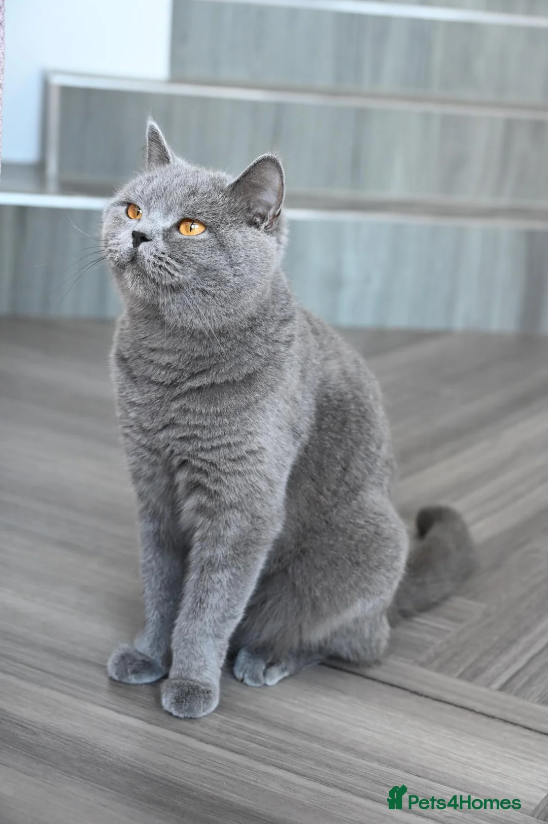 British Shorthair cats for sale: British Blue Shorthair Purebreed - Advert 2