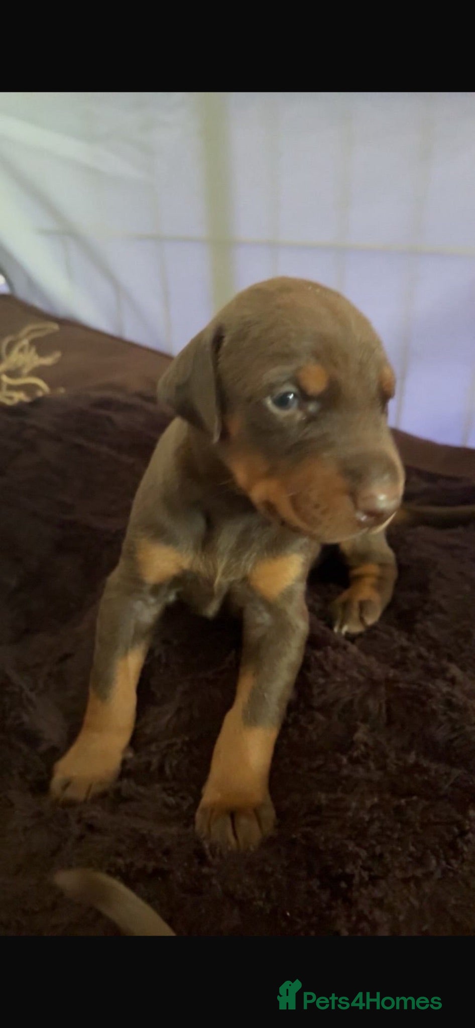 Dobermann dogs Dobermann 2 boys 2 girls  - Advert 1