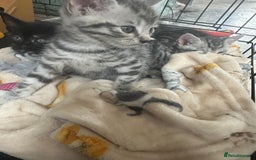 Mixed Breed cats for sale: 4 stunning kittens left  - Image 17