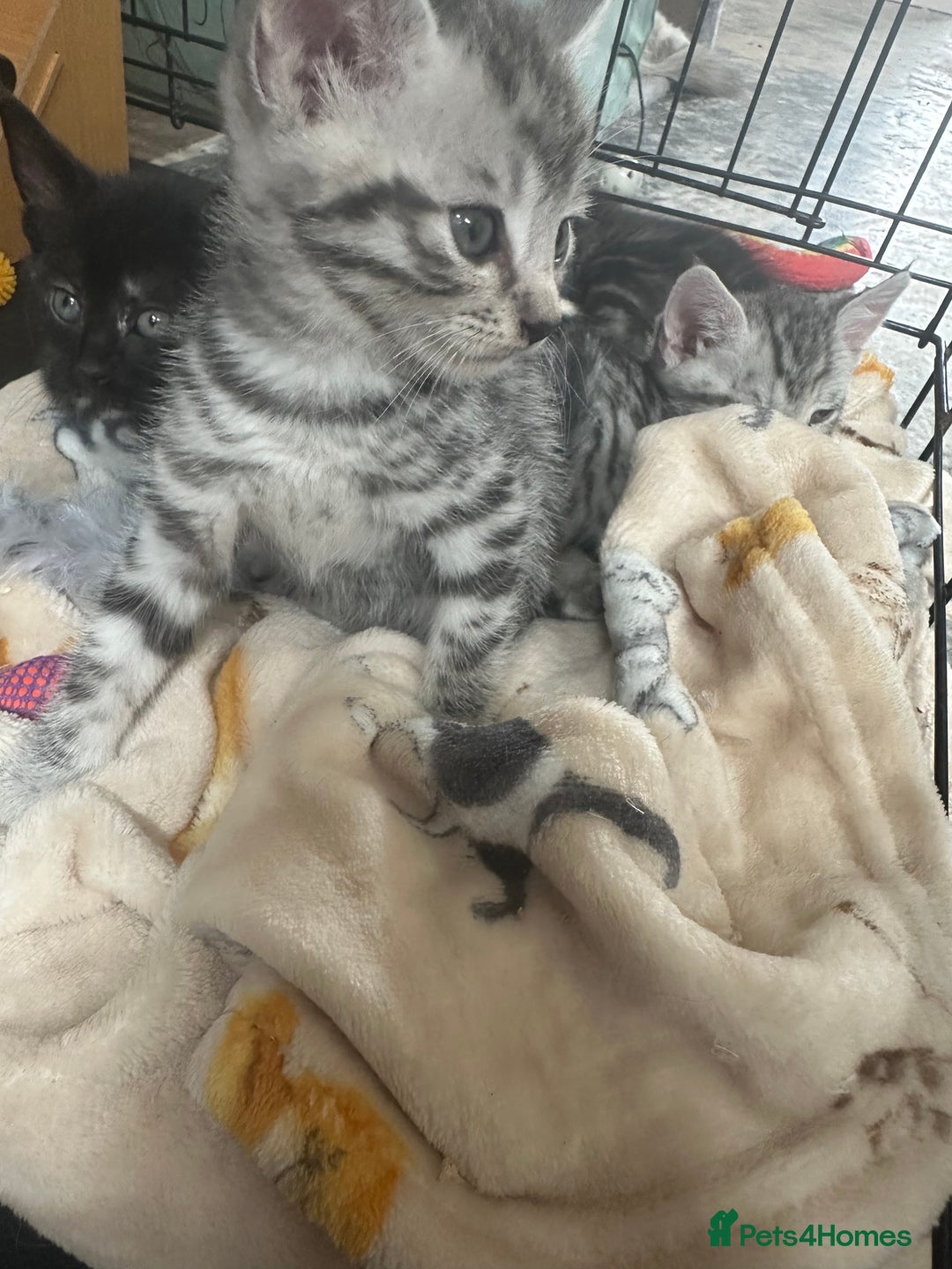 Mixed Breed cats for sale: 4 stunning kittens left  - Image 17