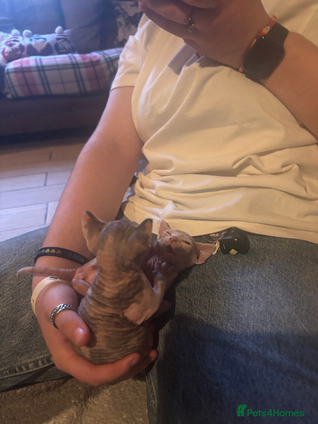 Sphynx cats for sale: Boy and girl syphnx  - Image 12