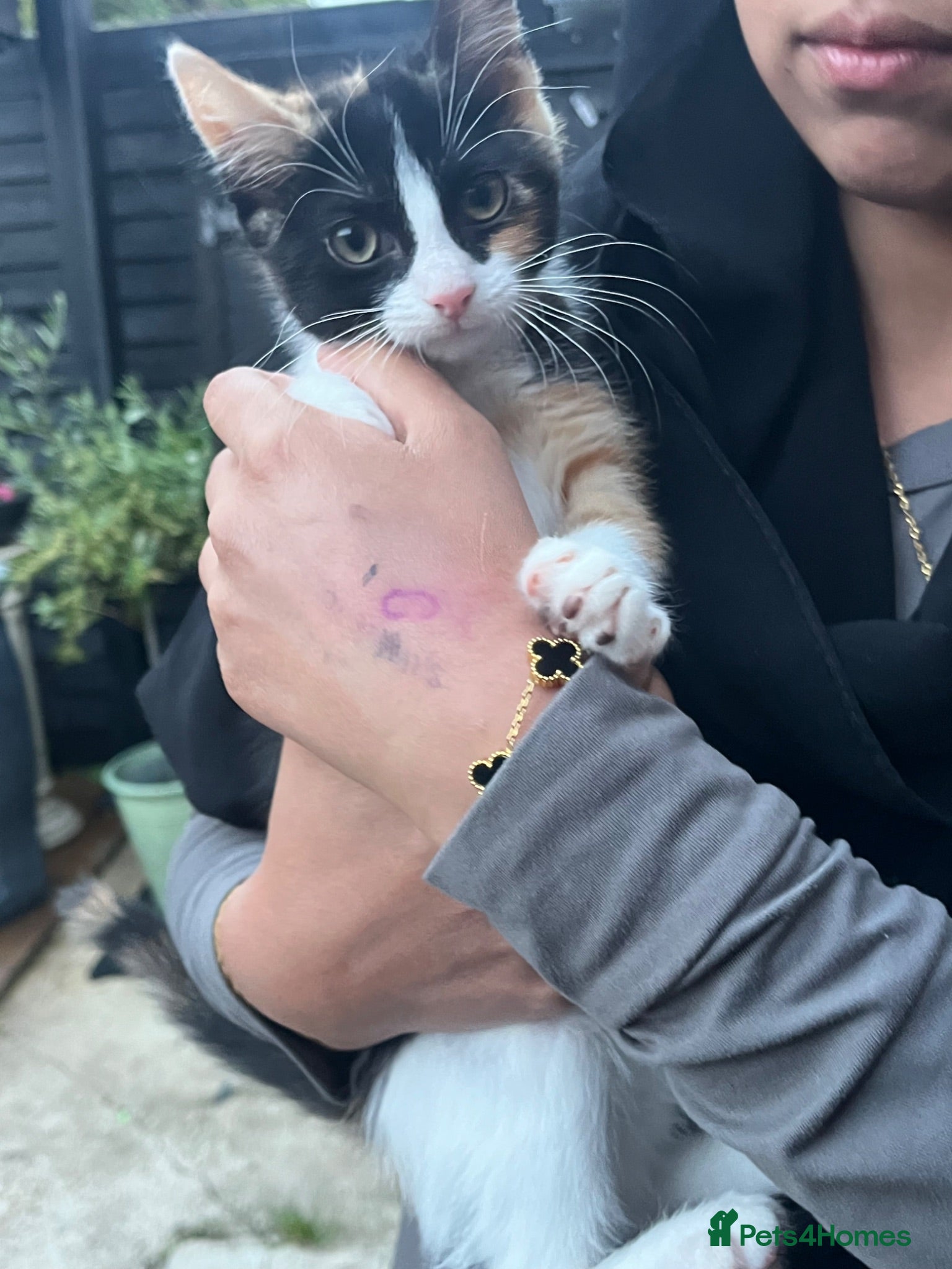 Mixed Breed cats Beautiful markings - Advert 1